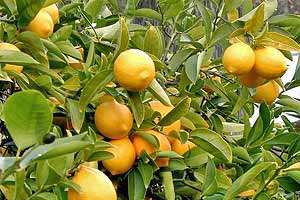 Türkmenoğlu citrus groves