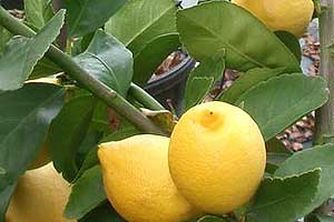 Türkmenoğlu Enterdonato limon