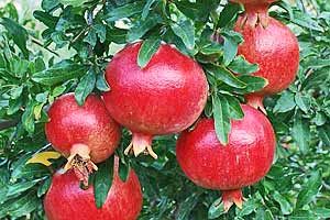 Türkmenoğlu hicaz pomegranate